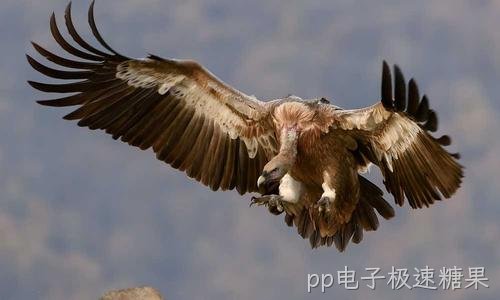 监控录像怎么回放导出 海康大华通用法