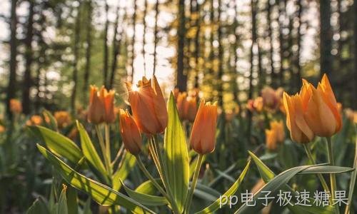 开启Windows远程桌面 并做好安全加固